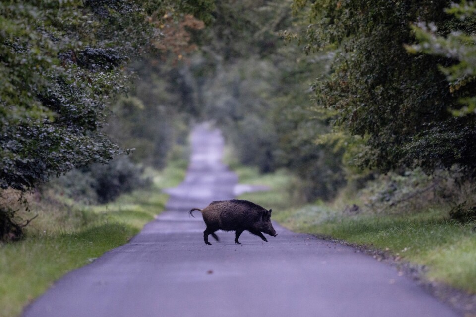 A wild boar walks over a road in a forest near Frankfurt, Germany, early Friday, Sept. 22, 2023. (AP Photo/Michael Probst)  PRO105