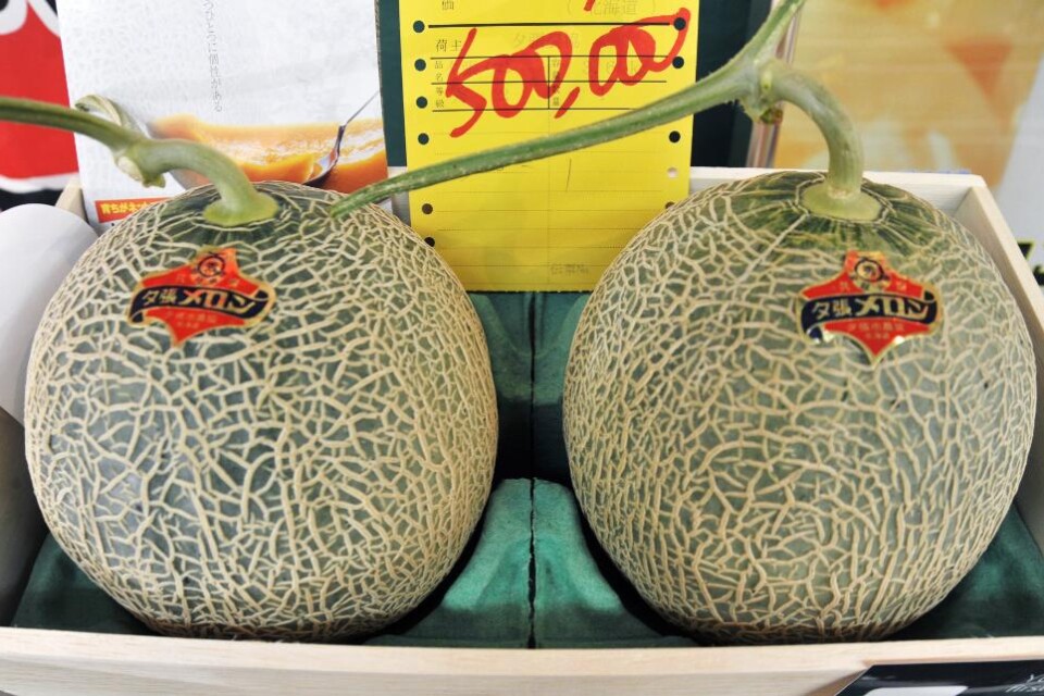 1,5 miljoner yen - strax över 100 000 kronor - för ett par meloner. Det är vad köparen fick betala när säsongens första Yubari-meloner gick under klubban på marknaden i Hokkaido i norra Japan. Även om det kan tyckas dyrt, så låg det vinnande budet en mi