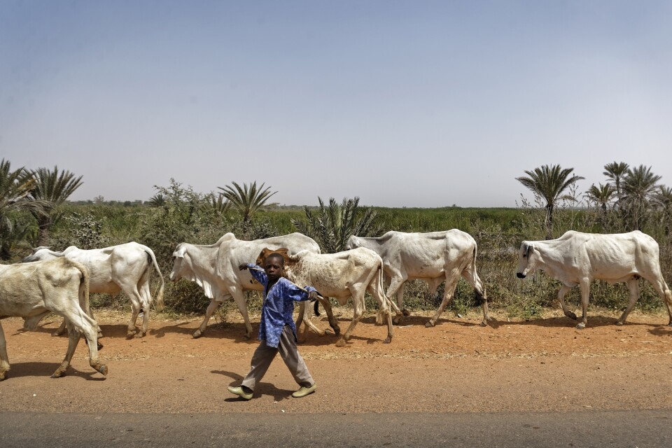 En pojke vaktar boskap i Nigeria. Bilden har inget med händelsen att göra. Arkivbild.