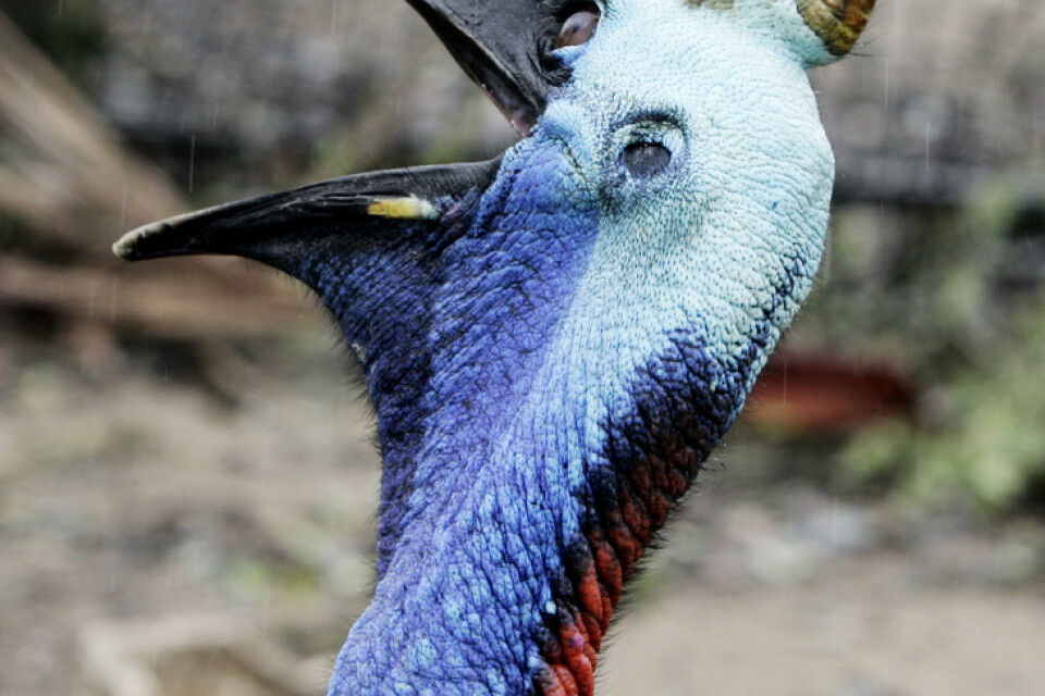 Kasuarernas kam börjar växa relativt sent i fågelns utveckling, vilket inspirerade forskarna.