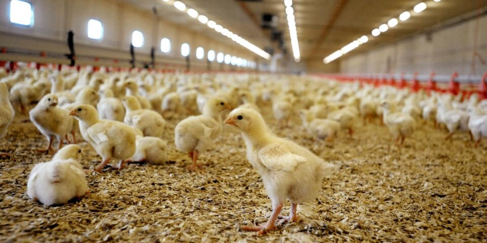 Blekinges största kycklinguppfödare drabbad av salmonella