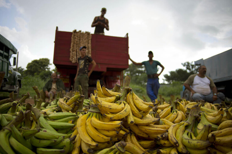 En fusariumsvamp kallad Panamasjukan har angripit en stor bananodling i Colombia. Arkivbild.
