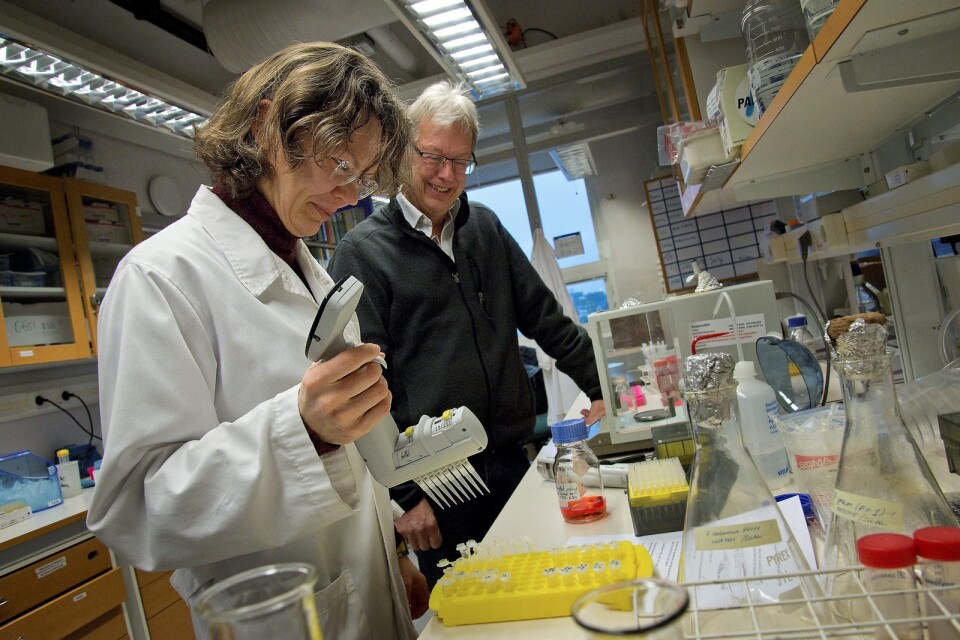 Olof Olsson och kollegan Svetlana Leonora jobbar med att finna framtidens havre. Foto: Jakob Hydén