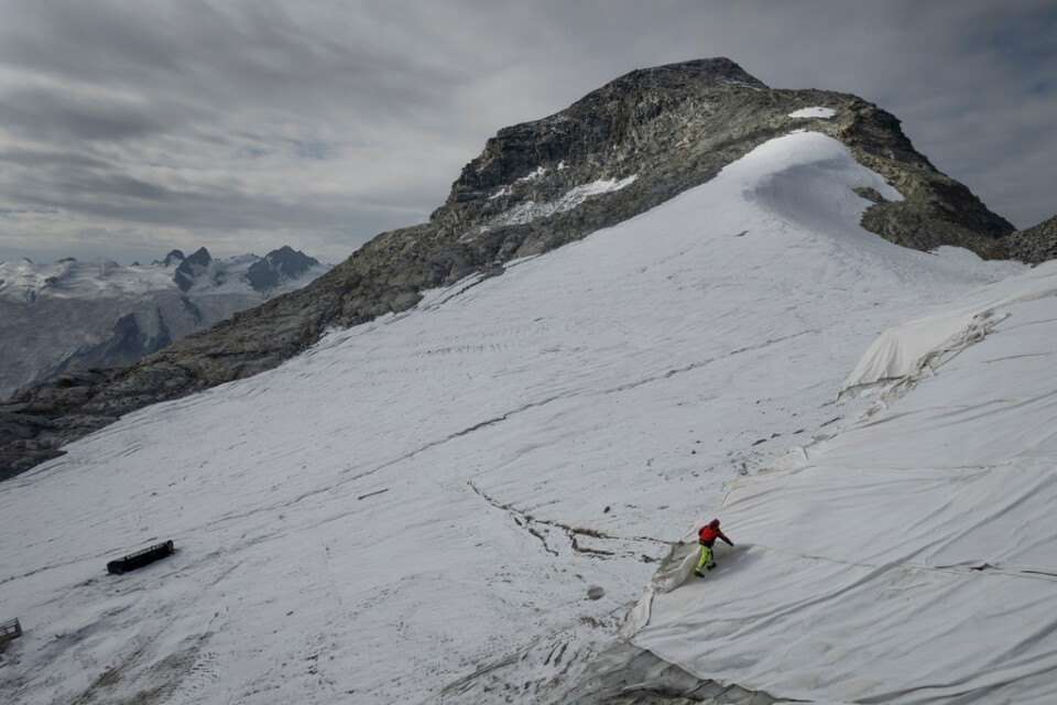 En anställd justerar en gigantisk presenning (till höger) på den schweiziska glaciären Corvatsch. Skyddet ökar chanserna till skidåkning i området ett tag till.