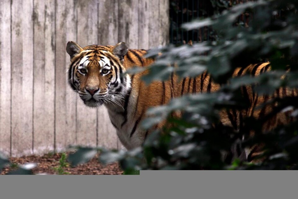 En tigerhona i Zoologisk Have i Köpenhamn har dödats av parkens nyanlände ryske tigerhane. En besökare larmade på torsdagen djurskötarna om att två tigrar slogs i sin inhägnad. När skötarna kom till platsen var tigerhonan redan död. Hantigern kom från
