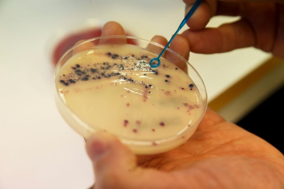 Sten Björk (S) skriver om antibiotikaresistenta bakterier.
