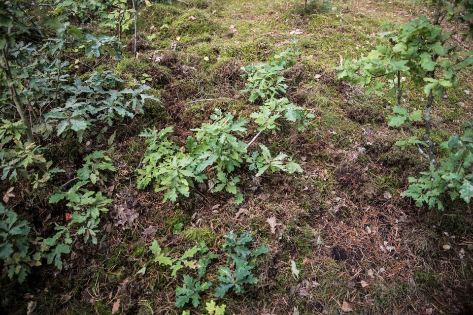 På många håll i skogen, visar Elsy Bengtsson skador i mossan - skador som det tar över ett årtionde för naturen att reparera.