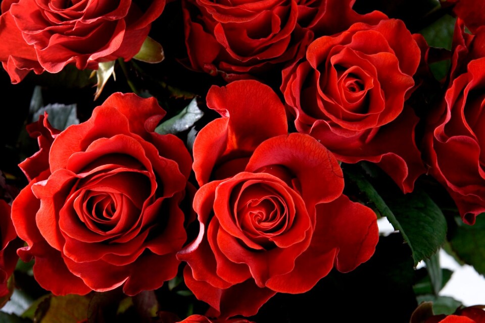Röda rosor går åt på alla hjärtans dag.
