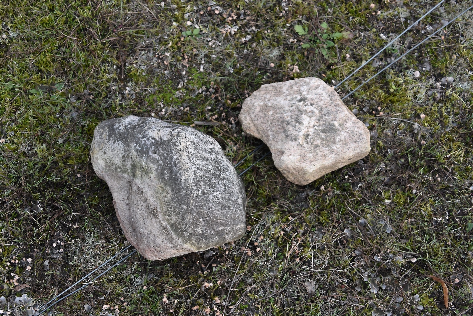 Stenar har lagts ut på eltrådarna längs en drygt 100 meter lång sträcka. Foto: Helén Fingalsson
