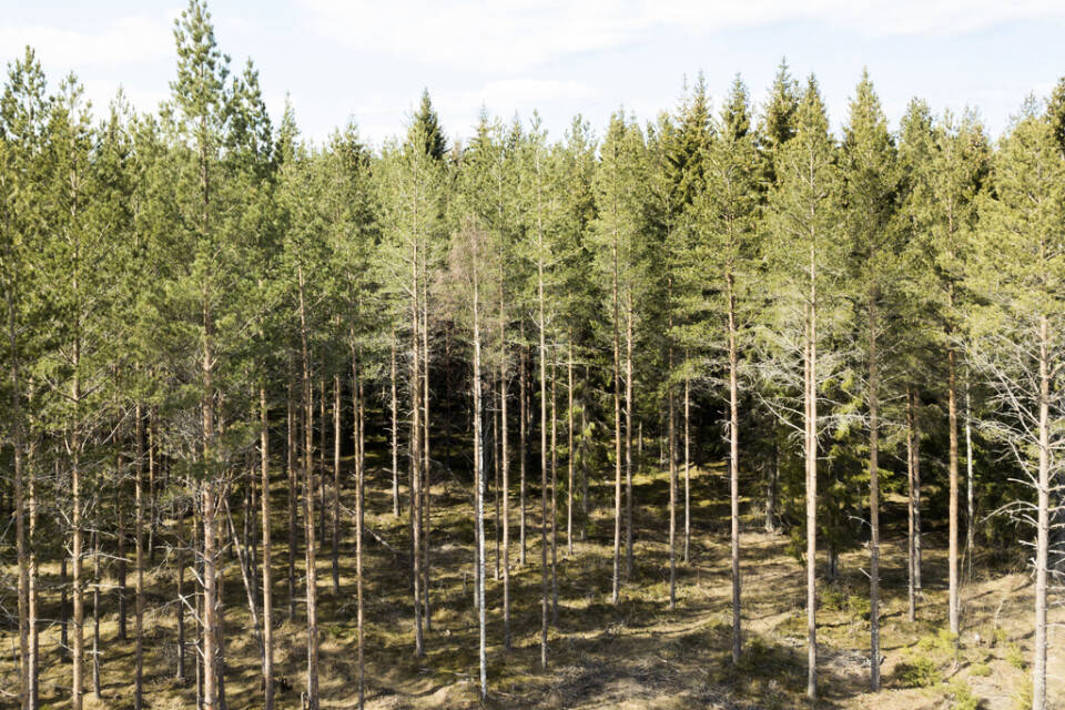 I Småland utvecklar uppåt var tionde tallplanta flera stammar i stället för en, vilket förbryllar forskare. Arkivbild.
