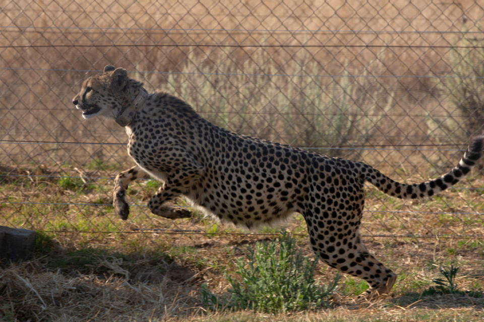 En av de sydafrikanska geparderna innan den och elva andra flyttades till Indien i februari i år. Arkivbild.