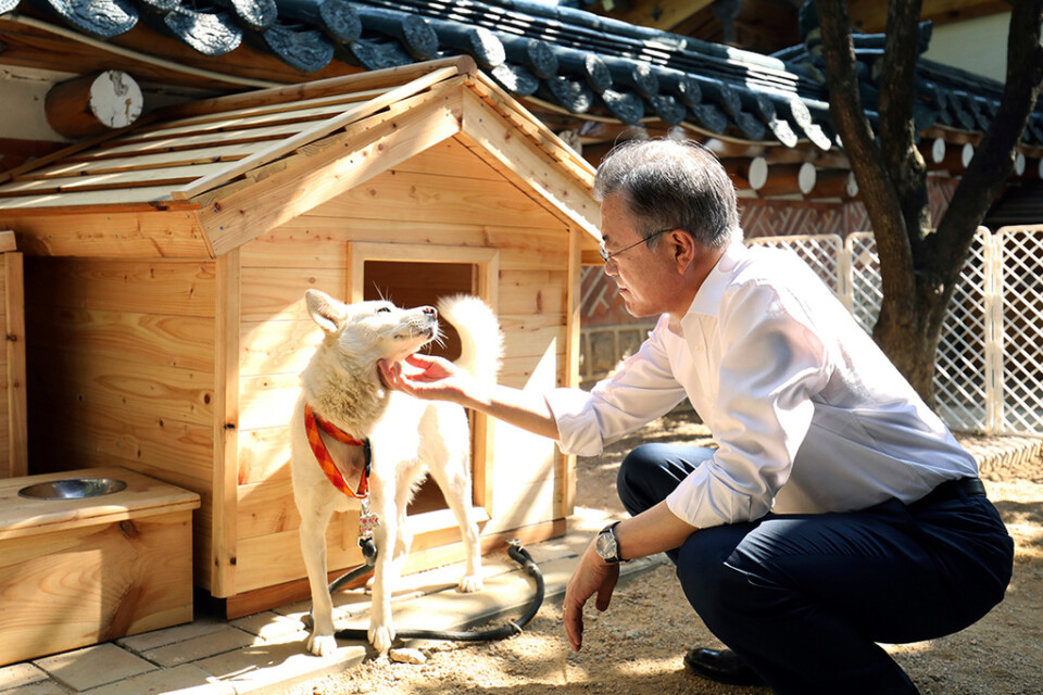 Sydkoreas tidigare president Moon Jae-In med en av hundarna han fick av Nordkoreas diktator Kim Jong-Un. Hunden på bilden heter Gomi. Hundrasen pungsan är en inhemsk nordkoreansk ras. Arkivbild.