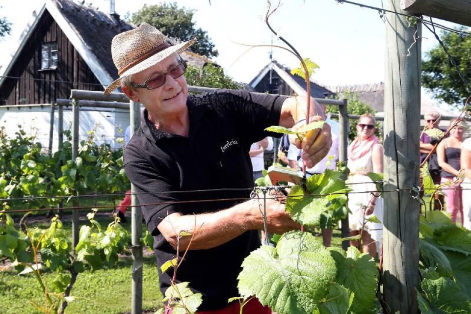 Älskad hobby. I tio år har Thorsten Persson med stor kärlek och passion odlat druvor på Ekesåkra. Ett jubileum som är värt att fira.