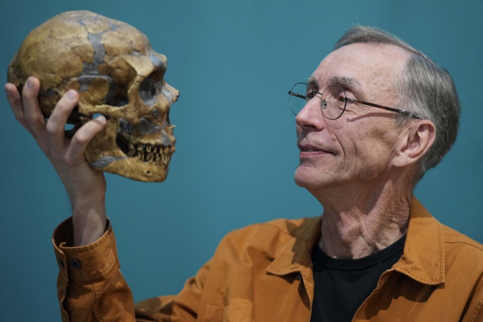 Den svenska vetenskapsmannen Svante Paabo vann Nobelpriset i fysiologi och medicin 2022 för sina upptäckter och insikter om människans utveckling. Här poserar han med en skalle av en Neandertalare, en människoart som dog ut för omkring 50 000 år sedan.