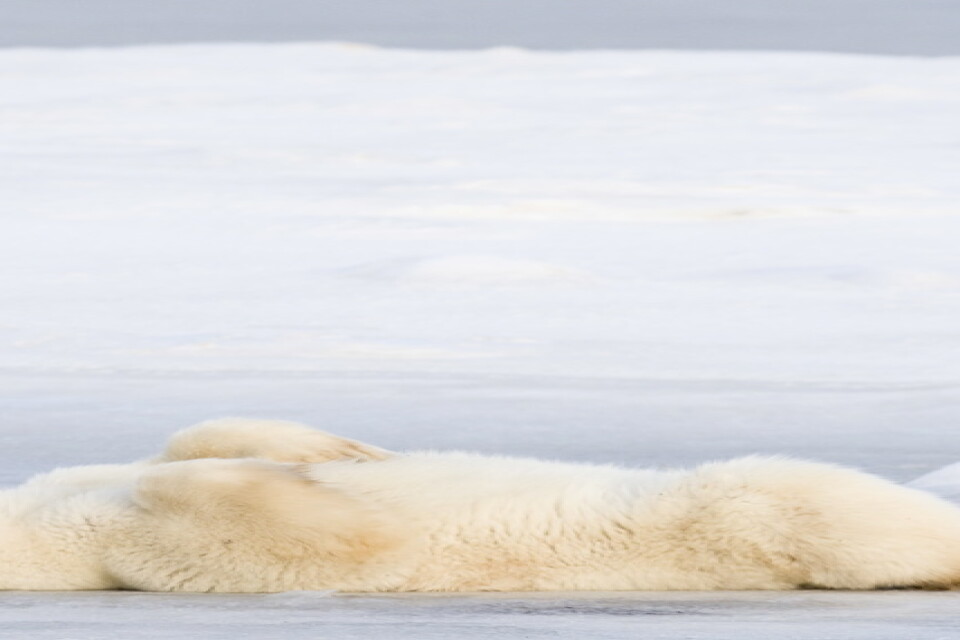 Kanadas isbjörnar, som denna i Hudson Bay, ska gynnas av ett nytt marint naturreservat. Arkivbild.