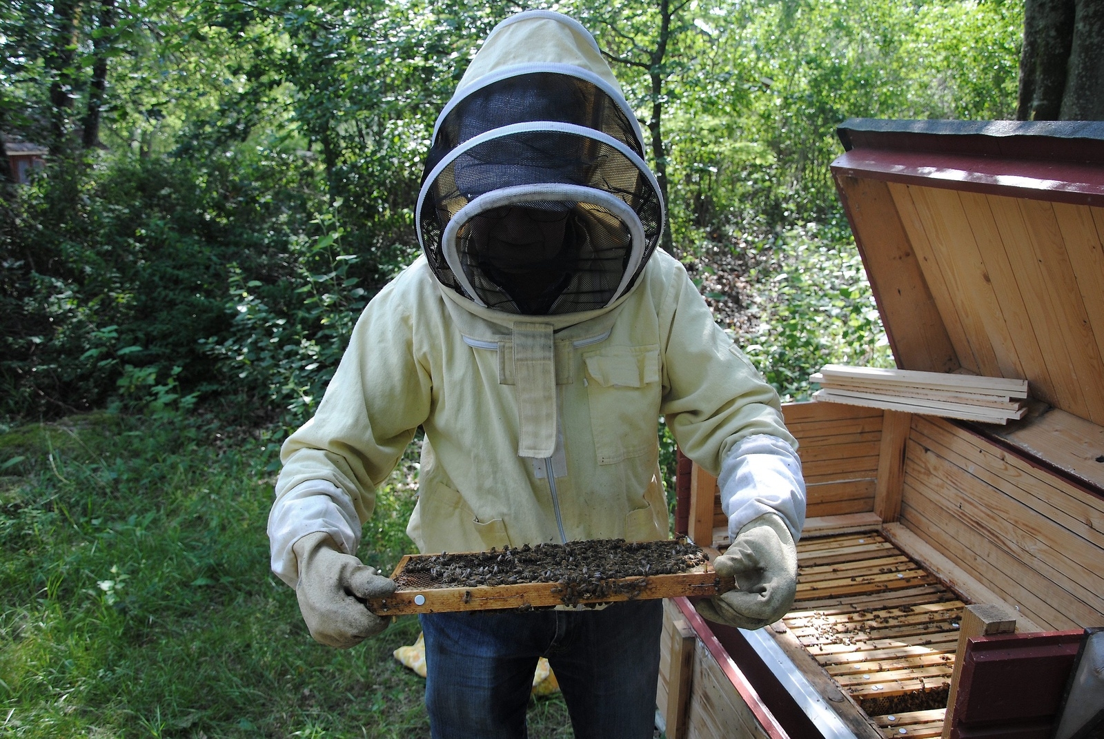 Lars Thorsson har en slöja på sig för att undvika att bli stucken när han visar upp en ram full med bin. Foto: Jacob Ruderstam