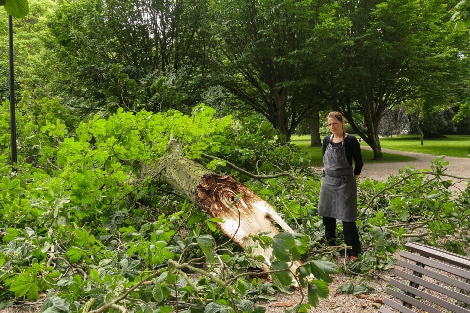 Arkivbild från 10 juli 2017: Josefin Örstedt vid den stora grenen som föll ner utanför Norra promenadens uteservering.