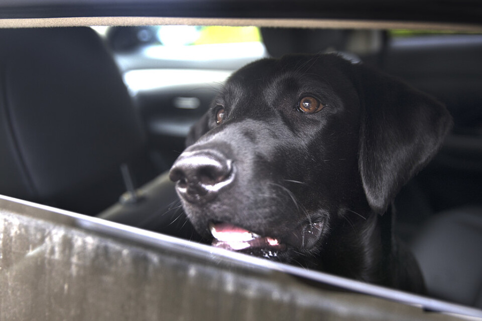 En man åtalas efter att ha lämnat en hund i en varm bil. Arkivbild.