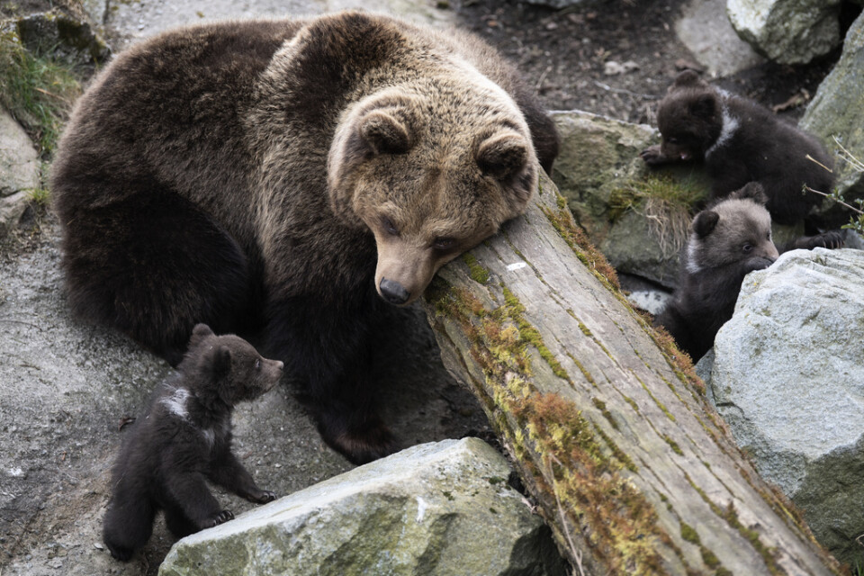 Skansens björnhona Lill-Babs har avlivats efter att hon vid upprepade tillfällen skadad en av sina ungar. Arkivbild.
