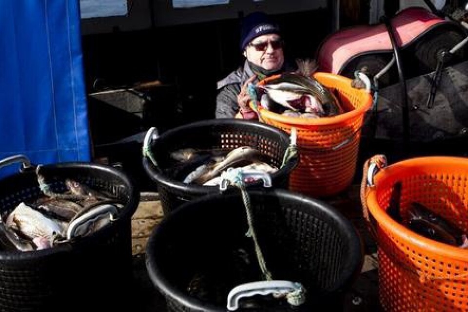 Fiskaren Bo-Erik Wallin har varit ute och fiskat för sista gången före det en månad långa torskfiskestoppet. Bild: Albin Brönmark