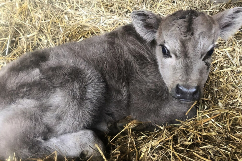 En lurvig, blågrå kalv har fötts på Björketorps gård i Blekinge.