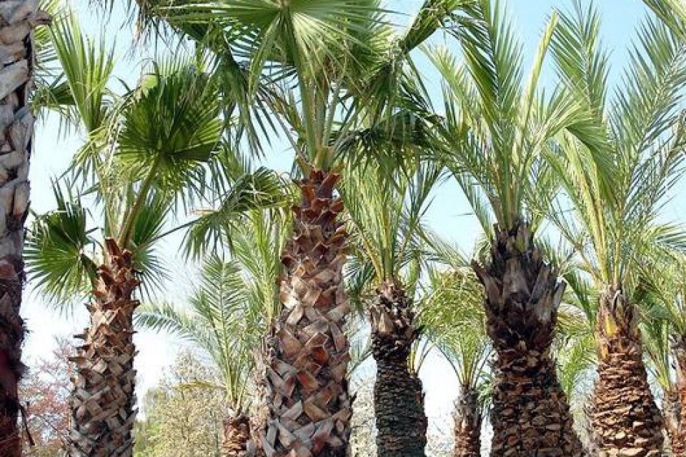 I höst köps det in nya palmer som ska planteras i staden. ARKIVBILD: CLAES NYBERG