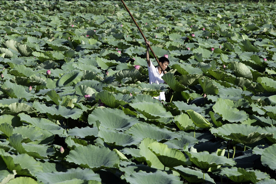 En båt passerar igenom ett hav av lotusblommor på en sjö i centrala Vietnam, i närheten av den plats där lädersköldpaddan hittades. Arkivbild.