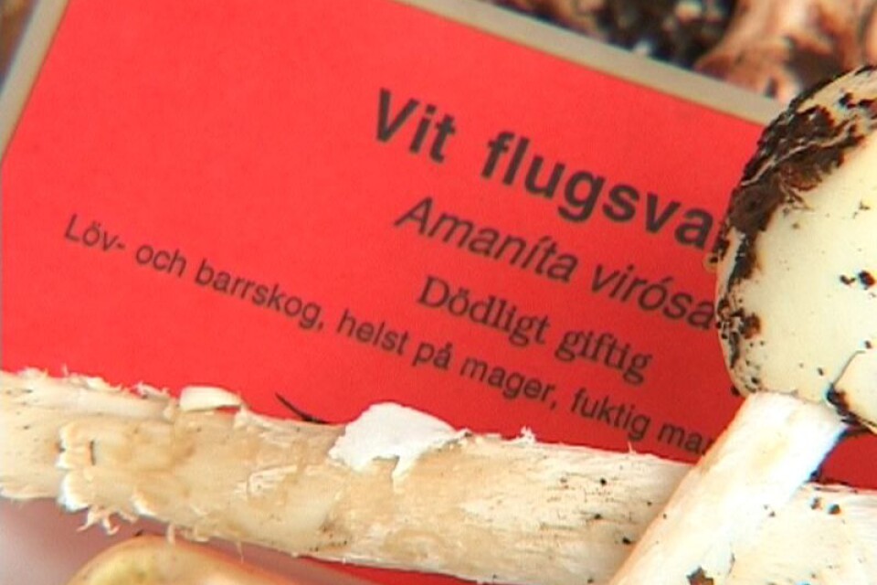 STOCKHOLM 20080829 Vit flugsvamp, som innehåller det giftiga ämnet amatoxin.