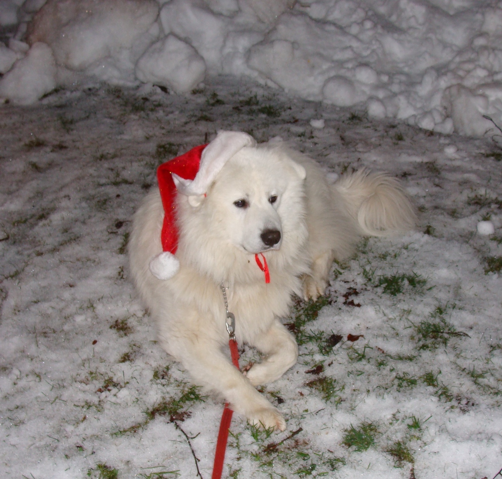 Hå HÅ Hå  Jag heter Charlie och är Julhund i Tyringe. Foto: Michael Lindahl