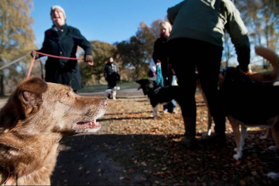 Från ett liv på gatan till drägligt liv i Sverige. Föreningen Hundhjälpen har förmedlat 600 adopterade hundar från Rumänien.
