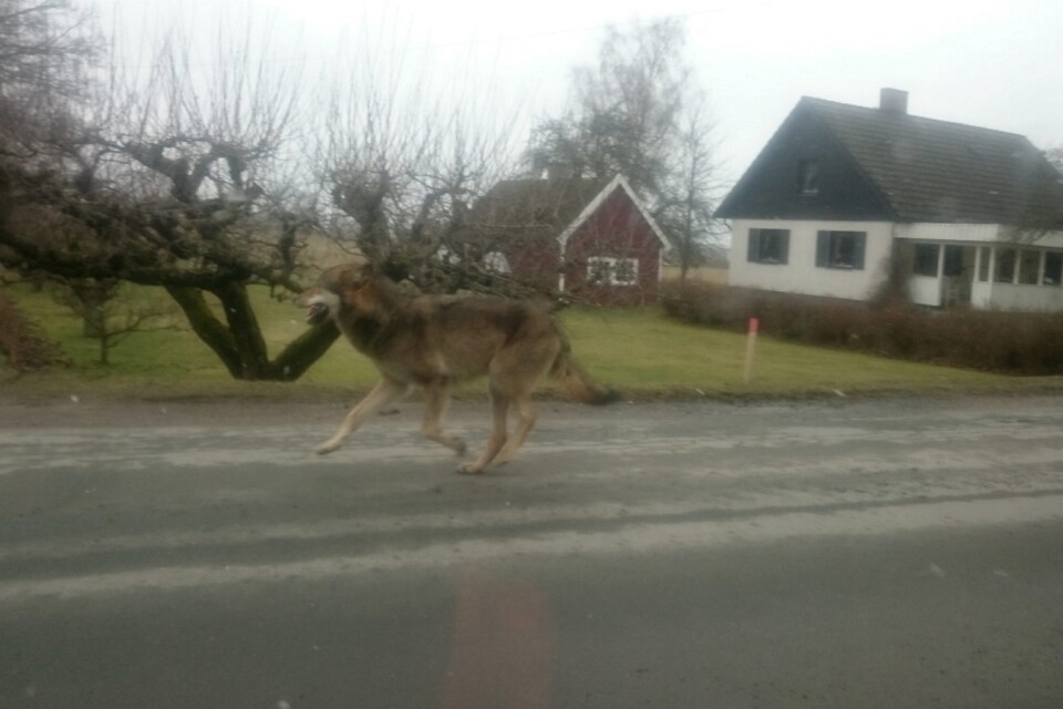 I måndags fångades vargen på bild i Önnestad. Av allt att döma var den då på väg norrut mot mer skogsbeklädd mark.
Foto: Mattias Joelsson