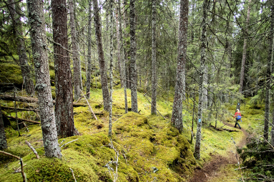 EU:s nya taxonomiförslag är en viktig fråga för svenskt skogsbruk. Arkivbild.