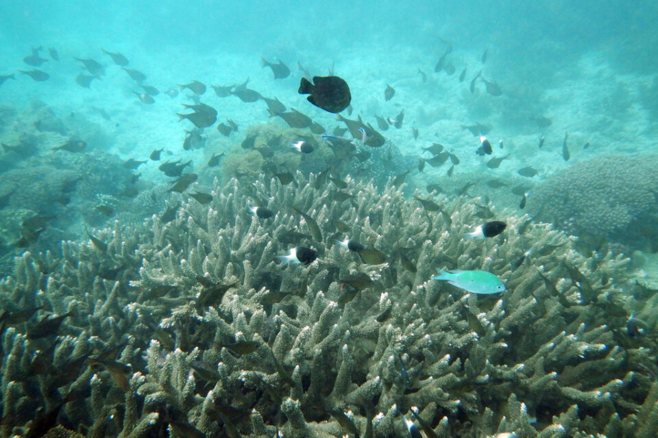 Blekta korallrev utanför Kenyas kust. Arkivbild