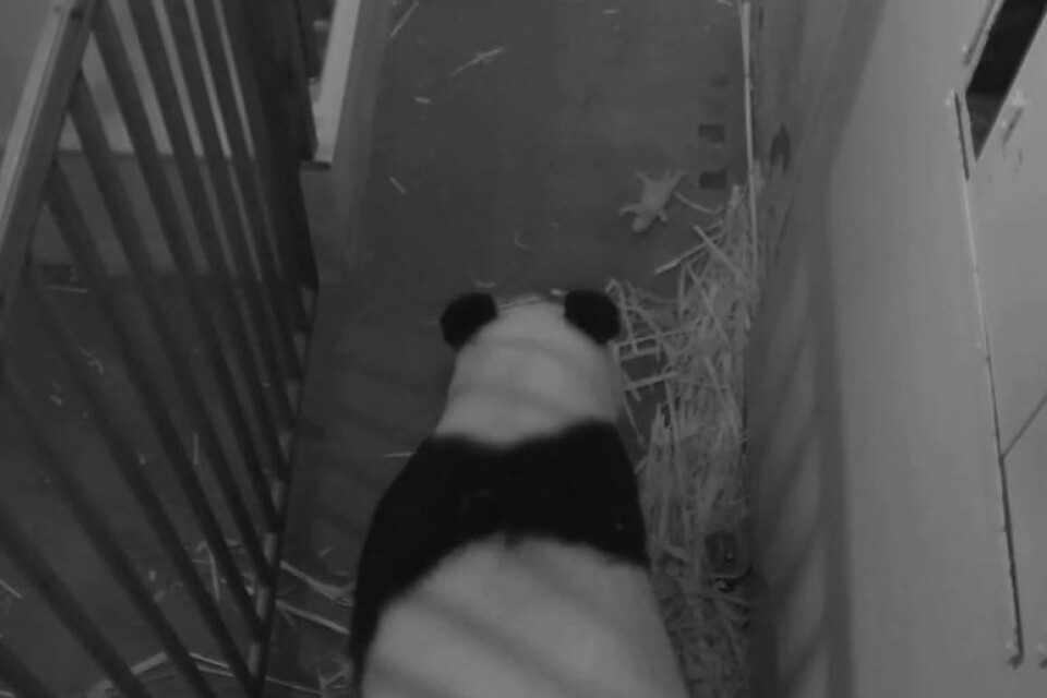 Den kvarvarande pandaungen på National Zoo i Washington är frisk och lägger på hullet i rask takt, meddelar djurparken. Ungen föddes den 22 augusti tillsammans med en tvilling som dog av lunginflammation förra veckan. Den överlevande ungen har gått upp