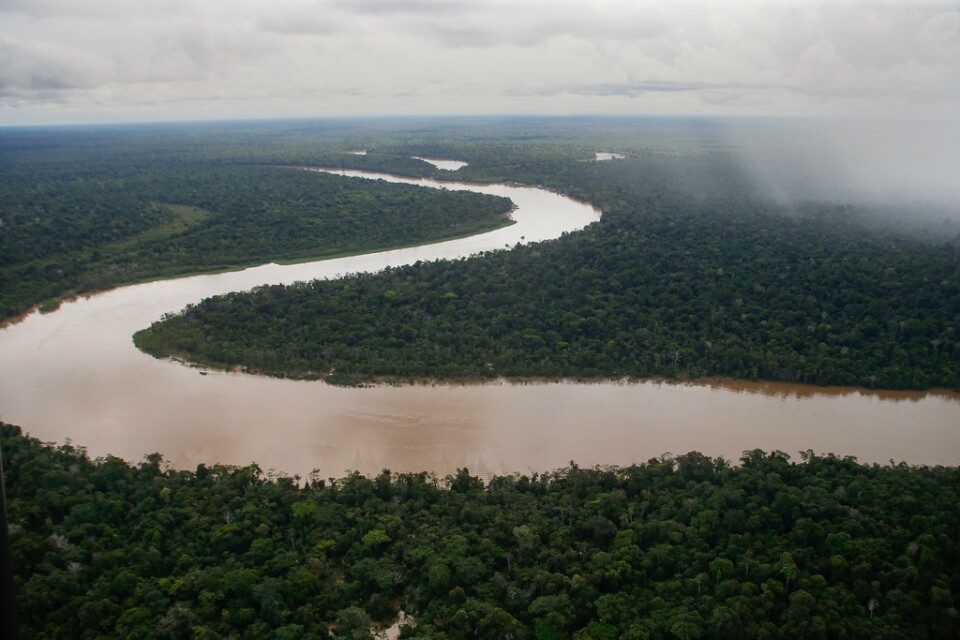 Floden Itacuaí rinner genom delstaten Amazonas i Brasilien. Varje år absorberar regnskogen ungefär 430 miljoner ton kol, vilket motsvarar åtta gånger så mycket som Sveriges utsläpp.
