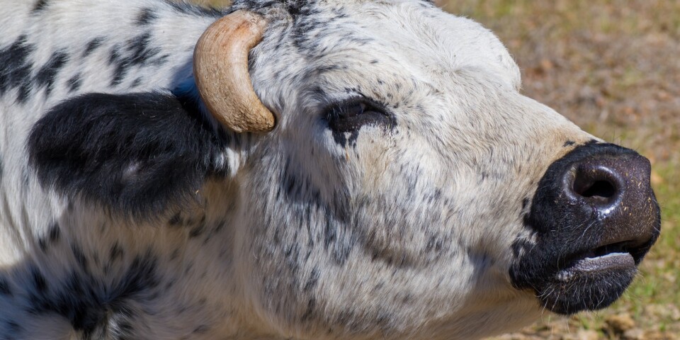 Arkivbild på nötkreatur där hornen vuxit inåt.