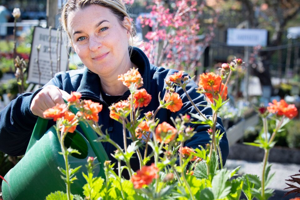 Frida Sjöholm har drivit Ljungsleds Plantskola i Mörrum i fem år. Hon berättar vilka blommor som trivs på en solig uteplats.