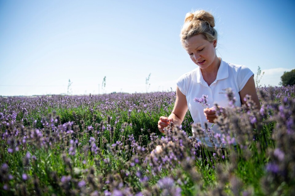 Det här fältet ska ångdestilleras, men så länge det står kvar nyttjas det flitigt av pollinerare. Lavendel ger ett otroligt rikt djurliv.