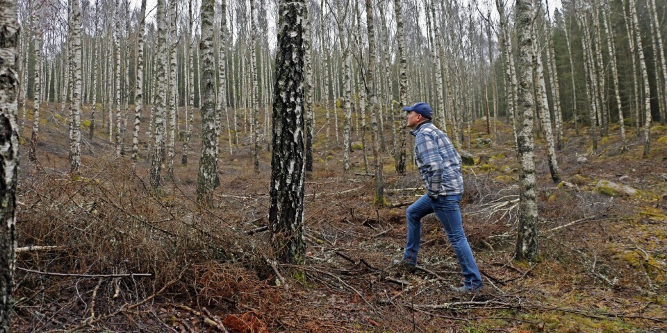 Johan Holm tog under 2020 över 60 hektar släktskog i Blidsberg. Hans drivkraft är att förvalta och arbeta med den skog han själv varit med och planterat för cirka 40 år sedan.