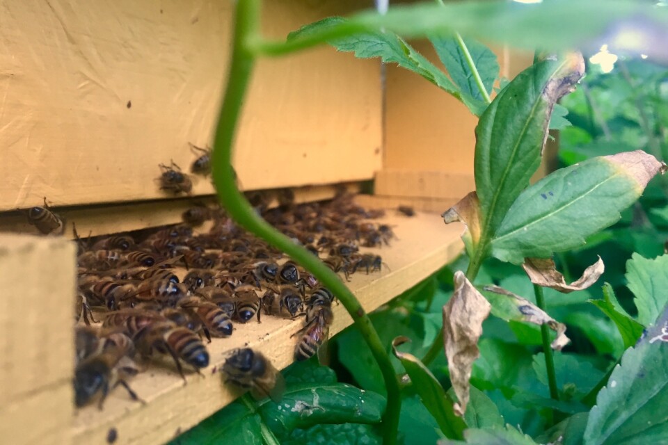 Adam Norman från Skedstad finns på plats hela lördagen och visar hur honung blir till och visar även upp hur bin lever i sina kupor.