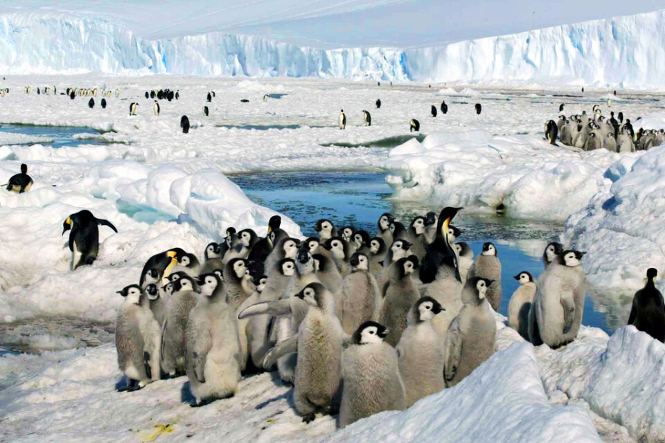 En koloni av kejsarpingviner i Antarktis. Populationen av kejsarpingviner tycks för närvarande vara relativt stabil. Två andra arter, macaronipingvin och hakremspingvin har däremot minskat i antal.