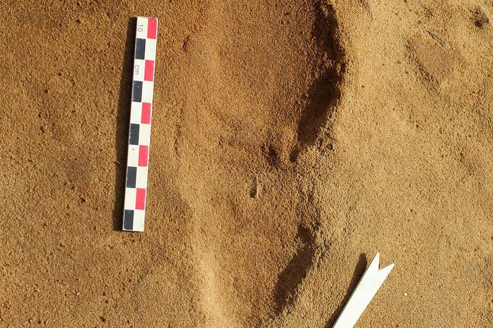 I 80|000 år har detta fotavtryck från en neandertalare, som var mer bredfotad än vi, bevarats i sanden i Normandie där det nu har upptäckts tillsammans med 256 andra avtryck.