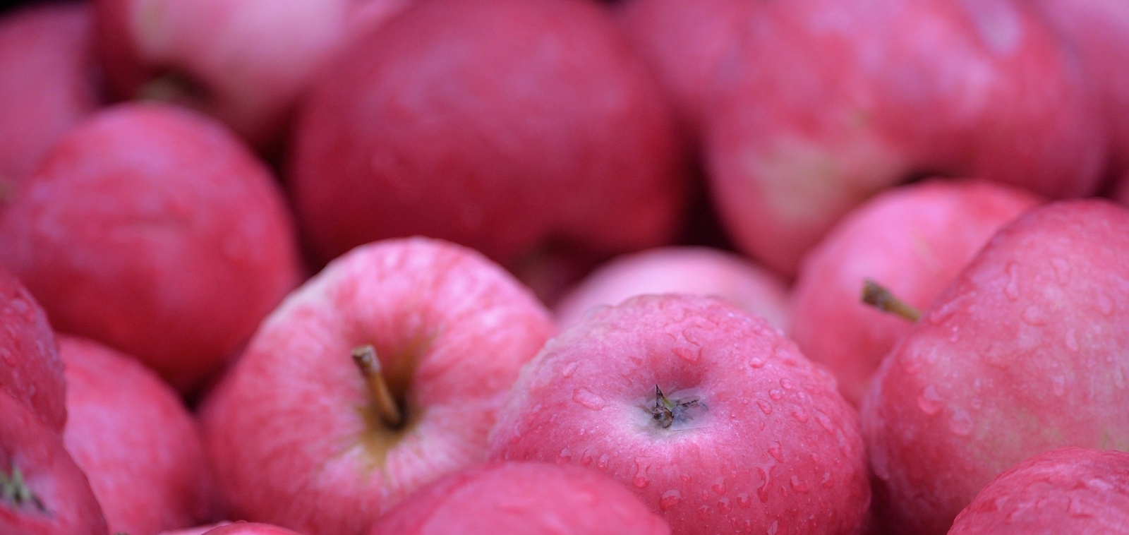En tid framöver går det att lämna in äpplen under torsdags- och fredagskvällar.Foto: Kristina Höjendal