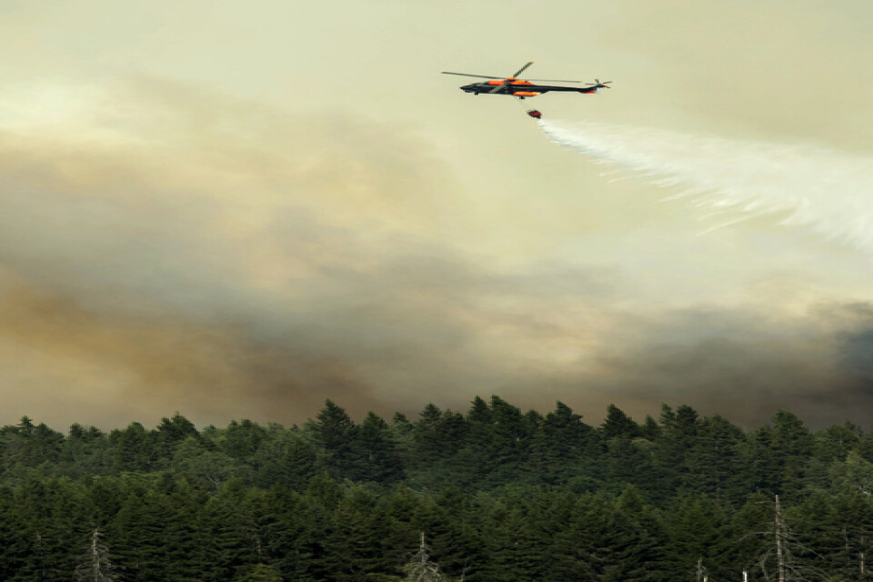 En helikopter vattenbombar skogsbranden i Västmanland, då 14|000 hektar skog till ett värde av hundratals miljoner brann upp sommaren 2014. Arkivbild.