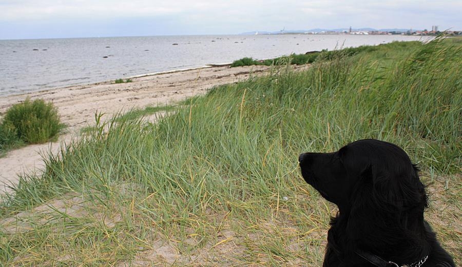 Hunden Svea kollar in den fina havsutsikten i Höganäs. Foto Lena Jäverfelt