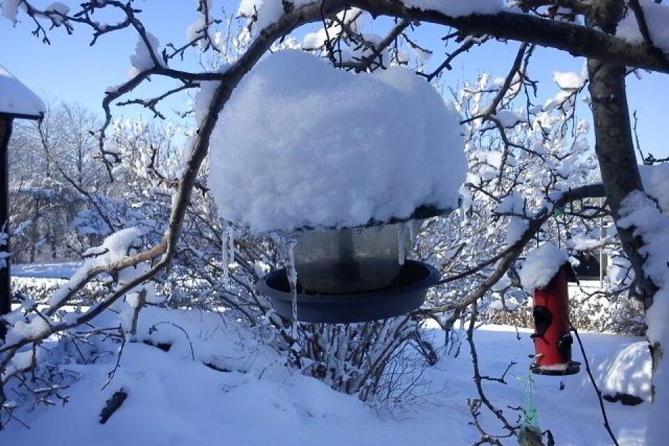 "Det kom så mycket snö här igår 14/3 att fågelbordet fick slagsida av snötyngden", skriver Ros-Marie Lönn. Bilderna är tagna den 15/3 i hennes trädgård på Ideberget Jämshög.