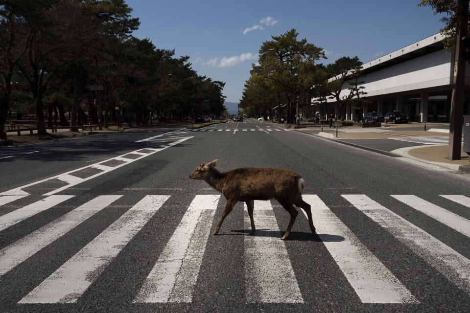 En hjort går över ett övergångsställe i japanska Nara, där många av de över tusen hjortarna som normalt håller sig i en park börjat leta mat på andra håll i staden då antalet turister minskat.