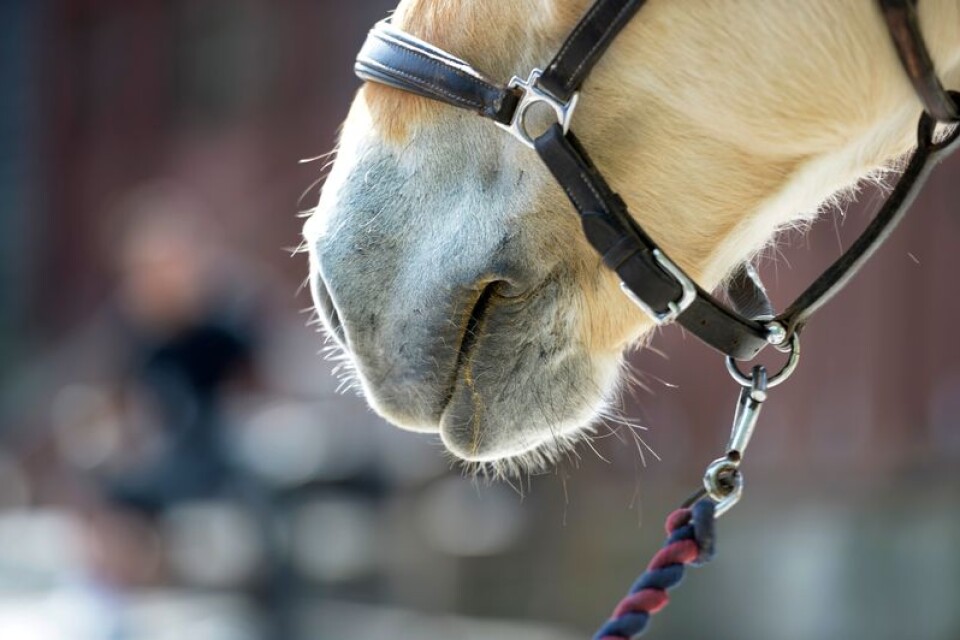 En häst i ett mindre stall i Karlskrona uppges ha drabbats av virusabort (arkivbild).