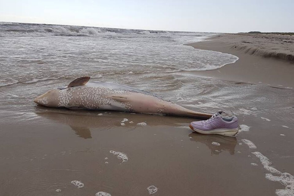 Läsarbild: död tumlare på stranden vid naturreservatet Sandby backar.