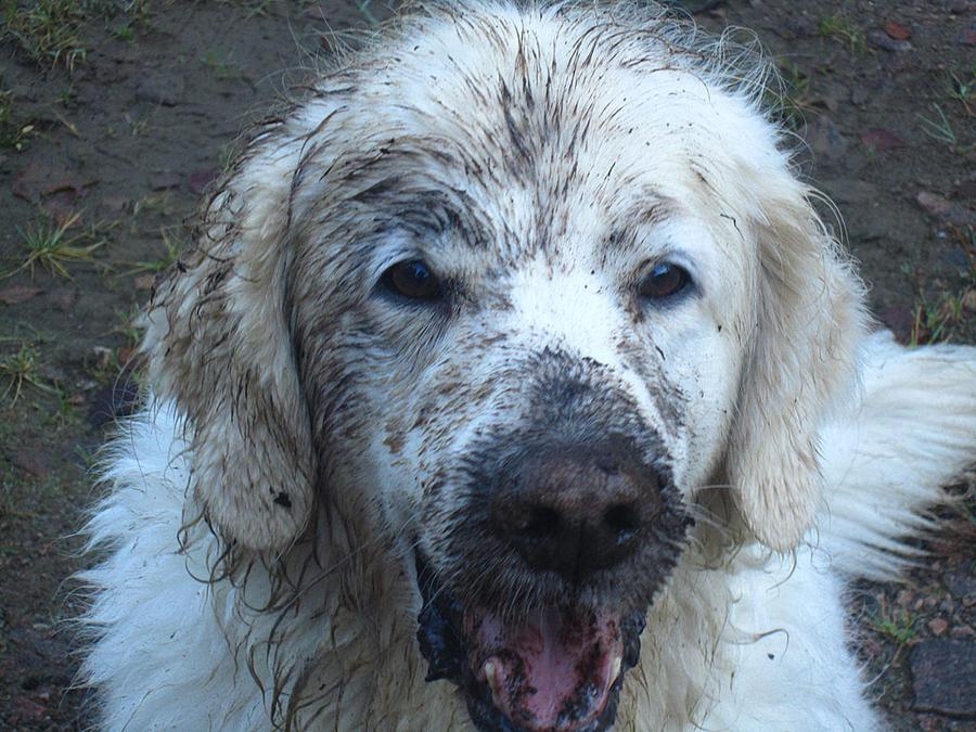 Marja Wikings hund Rasmus hittade en lerig plats i skogen.